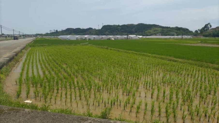 2025年 対策を実施した圃場（宮崎県）