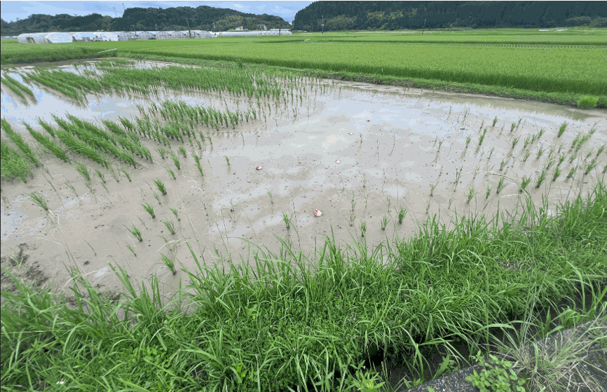2024年 食害にあった圃場（宮崎県）