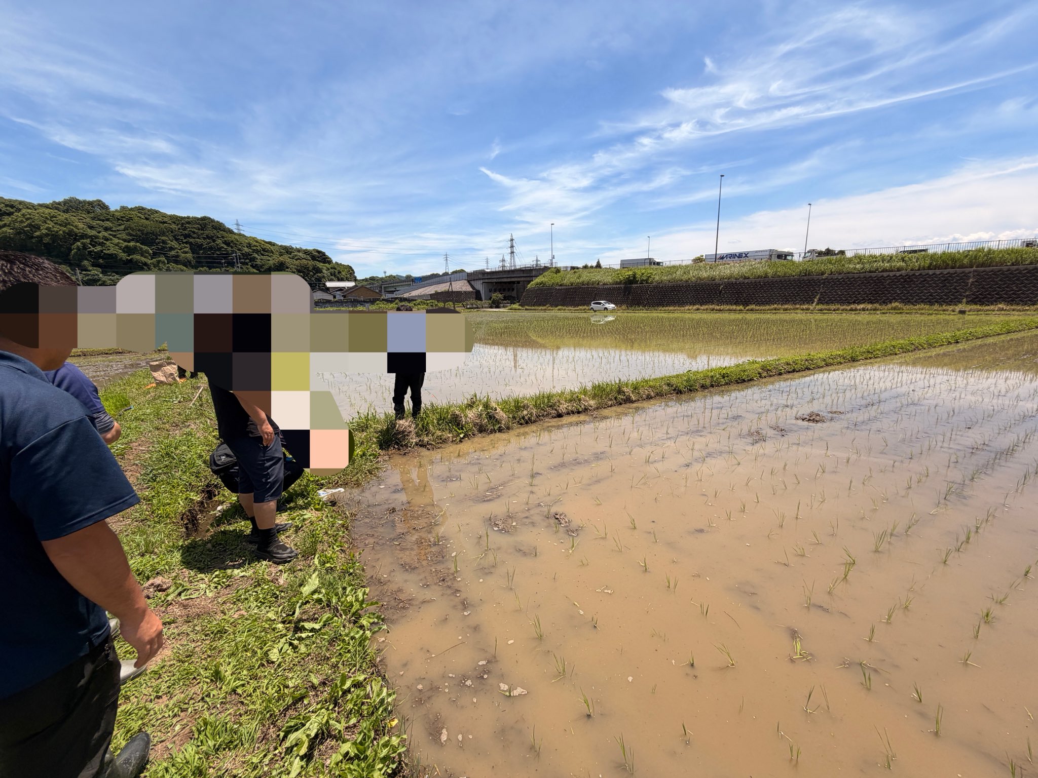水田内での効果確認